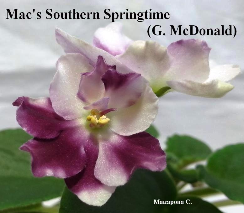 Macs Southern Springtime Фиалка Фото