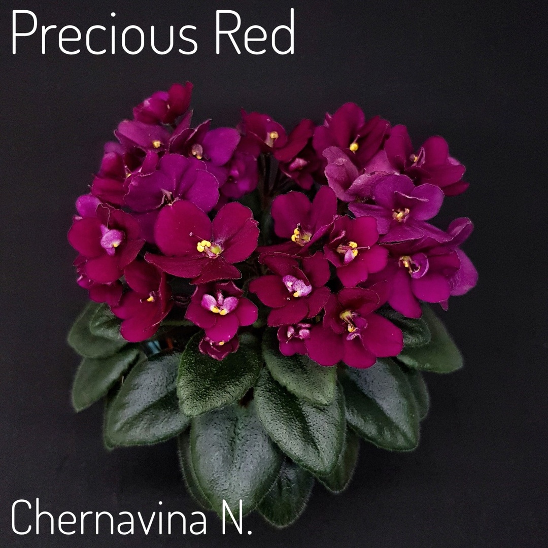 Precious red фиалка фото и описание