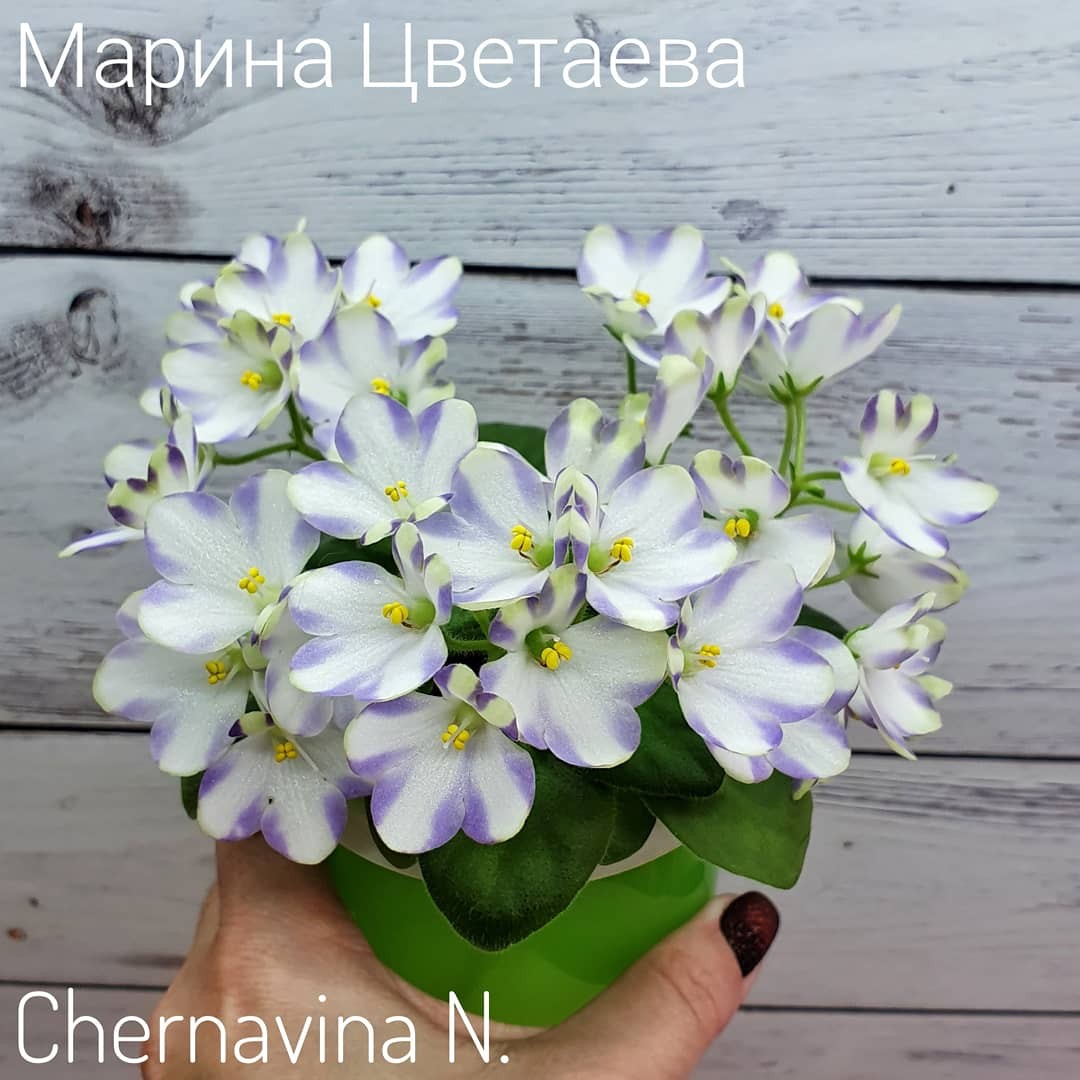 Фото фиалки марина цветаева